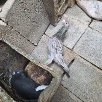 کفتر سرور نر