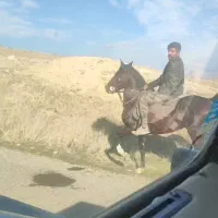 اسب شجره و شناسنامه دار|اسب و تجهیزات اسب‌سواری|کوهدشت, |دیوار