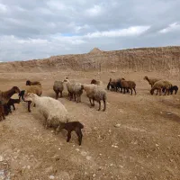 میش داشتی|حیوانات مزرعه|شیروان (خراسان), |دیوار