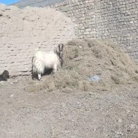 کیان|حیوانات مزرعه|مهرستان, |دیوار