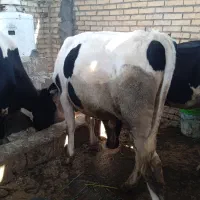 گاو و گوساله نر
