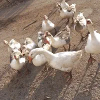 غاز|حیوانات مزرعه|الشتر, |دیوار