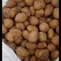 سیب زمینی بذری ۴۰۱