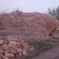 تعدادی علوفه قاطی با یونجه|خدمات باغبانی و درختکاری|شوط, |دیوار