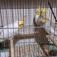 عروس سرلاکی دونخور