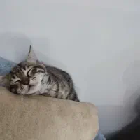 واگذاری رایگان گربه خانگی