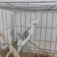 عروس هلندی دو کت پروانه ای|پرنده|تهران, دبستان|دیوار