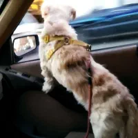 سگ خانگی|سگ|قم, سالاریه|دیوار