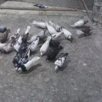۳۵ عدد کفتر تهرانی جفتی۱۸۰ همه سالم برا پراندن|پرنده|همدان, |دیوار