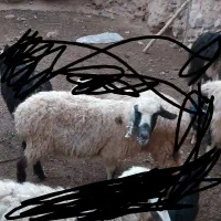 میش وبز|حیوانات مزرعه|بیرجند, |دیوار