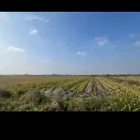 قرارداد جهت کشت خیار