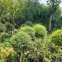 مجتمع گل و گیاه و نهالستان خیری واقع در هشتگرد|خدمات باغبانی و درختکاری|هشتگرد, هشتگرد قدیم|دیوار