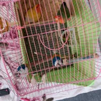 طوطی برزیلی مولد