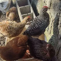 غاز یک‌ماهه و جوجه گلپایگانی