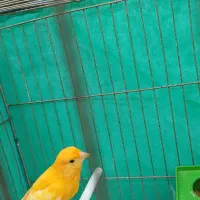 قناری نر قرمز|پرنده|اردبیل, |دیوار