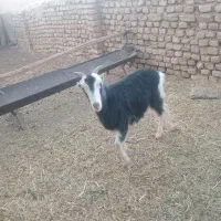 3 راس بزغاله ماده عالی|حیوانات مزرعه|جوادآباد, |دیوار