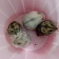 همستر بازیگوش و شیطون