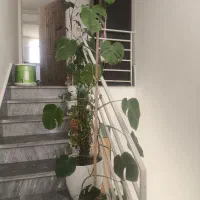 گل اپارتمانی