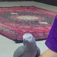 کاسکو سخنگو و دستی و رام|پرنده|جم, |دیوار