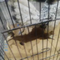 خروس زینتی و دوتاجوجه لهستانی