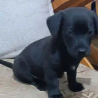 پاکوتاه جیبی بامزه زرنگ