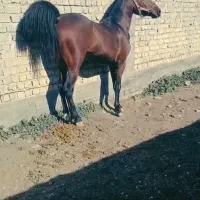 خرید و فروش انواع نژاد اسب