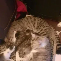 بچه گربه