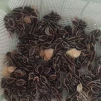 بلدرچین گوشتی و زنده|پرنده|حویق, |دیوار