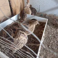 بلدرچین ماده