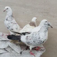 چند عدد کبوتر پرشی