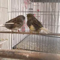 تعدادی گلستر اورجینال و رسمی بلند|پرنده|اندیشه, شهرک کوثر|دیوار