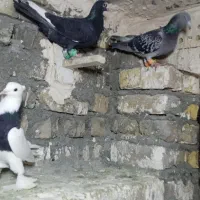 کفتر افشون هوایی