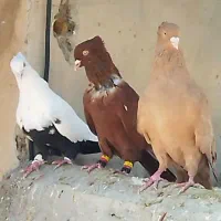دسه کفتر رنگی