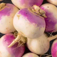 شلغم گوسفندی