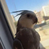 عروس هلندی نرو ماده