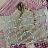 طوطی|پرنده|صباشهر, |دیوار