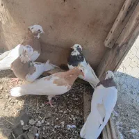 کبوتر طوقی|پرنده|شیراز, ترمینال باربری|دیوار