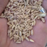 گندم دیم و جو محلی