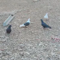 پلاکی دسته اولی|پرنده|شیراز, شهرک آرین|دیوار