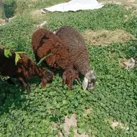 بره نر