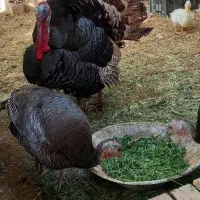 بوقلمون ماده برنز|حیوانات مزرعه|زرندیه, |دیوار