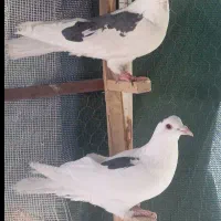 نر پروندنی کبوتر
