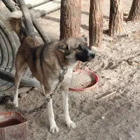 سگ سرابی|سگ|مشهد, وکیلآباد|دیوار