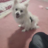 سگ شیتزوپارمین|سگ|خرمدره, |دیوار