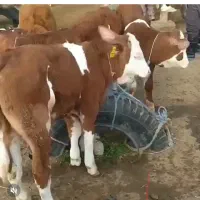 فروش گوساله|حیوانات مزرعه|قزوین, |دیوار