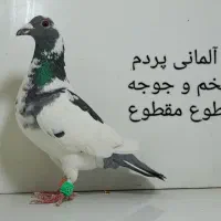 20عدد کبوتر ماده سوسکی بزک و ماده سار