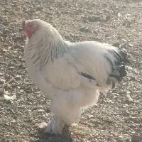 3عددخروس برهما|حیوانات مزرعه|بانه, |دیوار