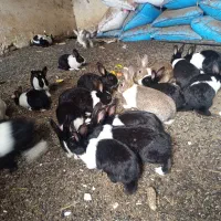 خرگوش|موش و خرگوش|فاضل آباد, |دیوار