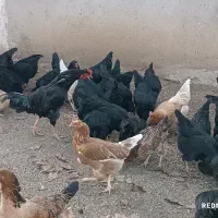 حدود ۸۰مرغ ۵خروس|حیوانات مزرعه|سقز, |دیوار