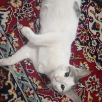 واگزاری گربه خانگی